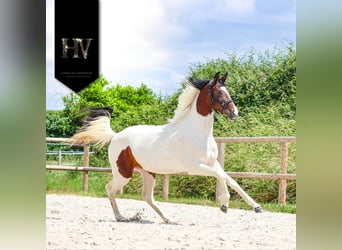 KWPN, Klacz, 3 lat, 162 cm, Tobiano wszelkich maści