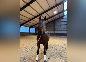 KWPN, Klacz, 3 lat, 163 cm, Ciemnogniada