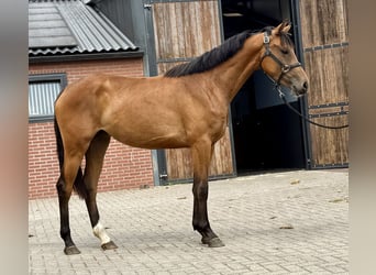 KWPN, Klacz, 3 lat, 163 cm, Gniada