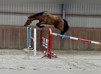 KWPN, Klacz, 3 lat, 163 cm, Gniada