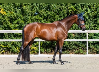 KWPN, Klacz, 3 lat, 163 cm, Gniada