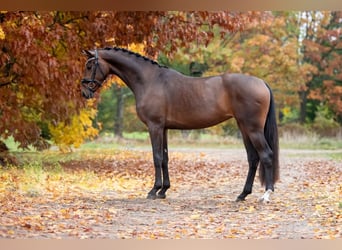 KWPN, Klacz, 3 lat, 163 cm, Gniada