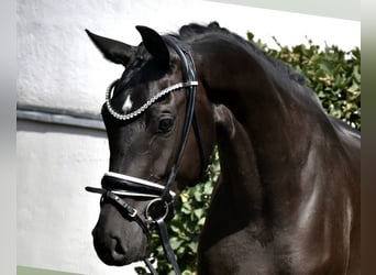 KWPN, Klacz, 3 lat, 163 cm, Kara