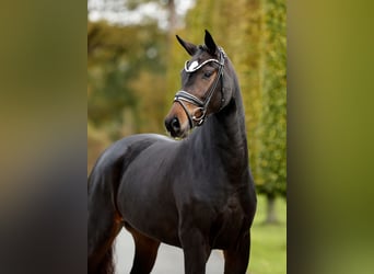 KWPN, Klacz, 3 lat, 163 cm, Skarogniada