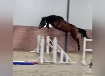 KWPN, Klacz, 3 lat, 164 cm, Gniada