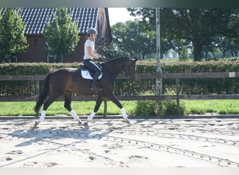 KWPN, Klacz, 3 lat, 164 cm, Skarogniada