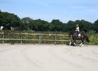 KWPN, Klacz, 3 lat, 164 cm, Skarogniada