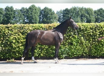 KWPN, Klacz, 3 lat, 164 cm, Skarogniada