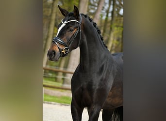 KWPN, Klacz, 3 lat, 165 cm, Ciemnogniada