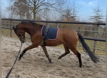 KWPN, Klacz, 3 lat, 165 cm, Gniada