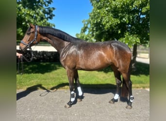 KWPN, Klacz, 3 lat, 165 cm, Gniada