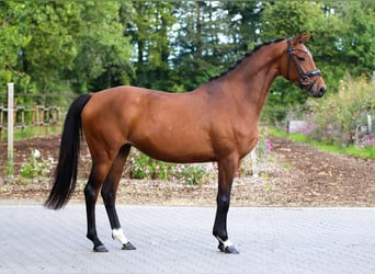 KWPN, Klacz, 3 lat, 165 cm, Gniada