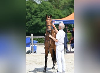 KWPN, Klacz, 3 lat, 165 cm, Gniada