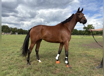 KWPN, Klacz, 3 lat, 165 cm, Gniada