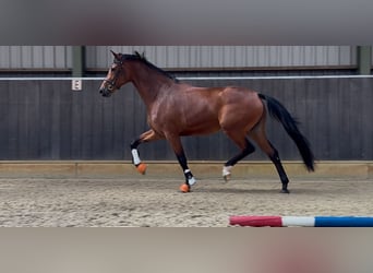 KWPN, Klacz, 3 lat, 165 cm, Gniada