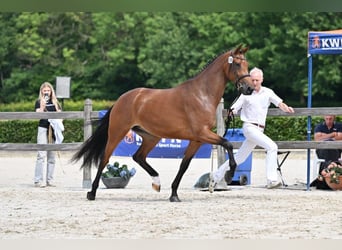 KWPN, Klacz, 3 lat, 165 cm, Gniada