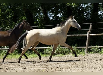 KWPN, Klacz, 3 lat, 165 cm, Jelenia