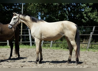 KWPN, Klacz, 3 lat, 165 cm, Jelenia