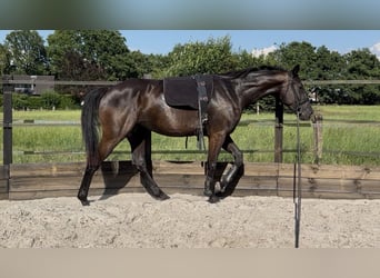 KWPN, Klacz, 3 lat, 165 cm, Kara