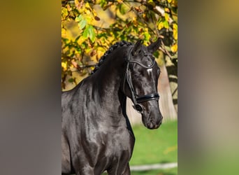 KWPN, Klacz, 3 lat, 165 cm, Skarogniada