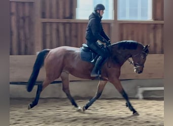 KWPN, Klacz, 3 lat, 166 cm, Ciemnogniada