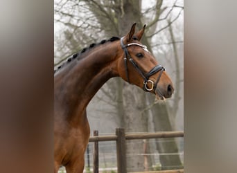 KWPN, Klacz, 3 lat, 166 cm, Gniada