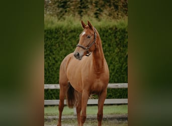 KWPN, Klacz, 3 lat, 166 cm, Kasztanowata