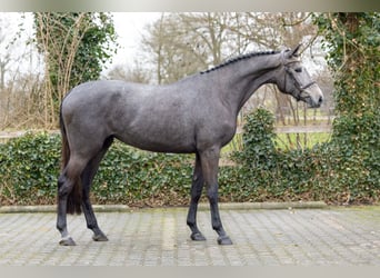 KWPN, Klacz, 3 lat, 166 cm