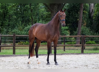KWPN, Klacz, 3 lat, 167 cm, Ciemnogniada