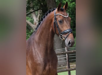 KWPN, Klacz, 3 lat, 167 cm, Ciemnogniada