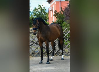 KWPN, Klacz, 3 lat, 167 cm, Gniada