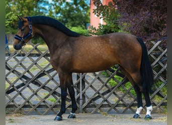 KWPN, Klacz, 3 lat, 167 cm, Gniada