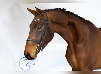 KWPN, Klacz, 3 lat, 167 cm, Gniada