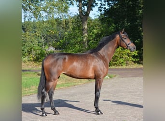 KWPN, Klacz, 3 lat, 167 cm, Gniada