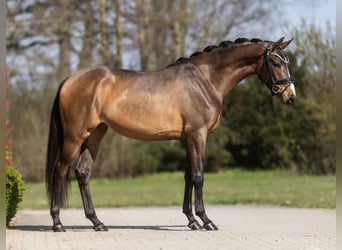 KWPN, Klacz, 3 lat, 167 cm, Gniada