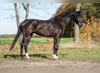 KWPN, Klacz, 3 lat, 167 cm, Kara