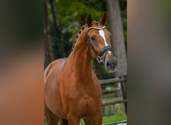 KWPN, Klacz, 3 lat, 167 cm, Kasztanowata