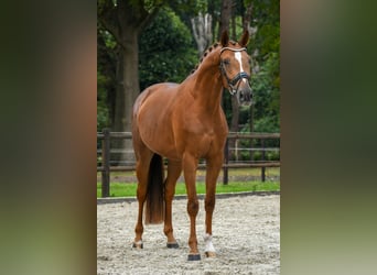 KWPN, Klacz, 3 lat, 167 cm, Kasztanowata