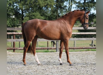 KWPN, Klacz, 3 lat, 167 cm, Kasztanowata
