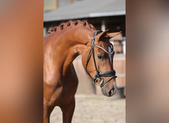 KWPN, Klacz, 3 lat, 167 cm, Kasztanowata
