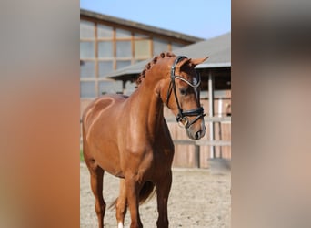 KWPN, Klacz, 3 lat, 167 cm, Kasztanowata