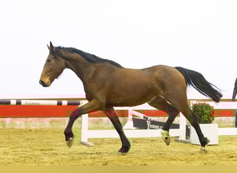 KWPN, Klacz, 3 lat, 167 cm