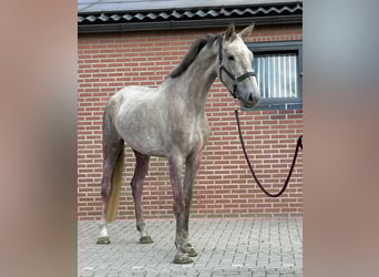 KWPN, Klacz, 3 lat, 168 cm, Biała