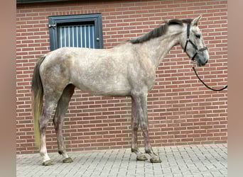 KWPN, Klacz, 3 lat, 168 cm, Biała
