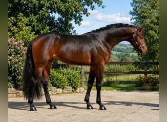 KWPN, Klacz, 3 lat, 168 cm, Gniada