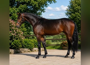 KWPN, Klacz, 3 lat, 168 cm, Gniada
