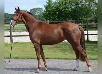KWPN, Klacz, 3 lat, 168 cm, Kasztanowata