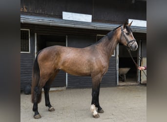 KWPN, Klacz, 3 lat, 168 cm, Kasztanowatodereszowata