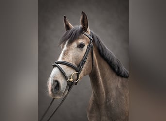 KWPN, Klacz, 3 lat, 168 cm, Kasztanowatodereszowata