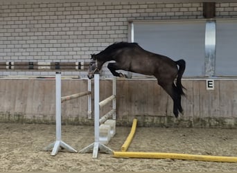 KWPN, Klacz, 3 lat, 168 cm, Kasztanowatodereszowata